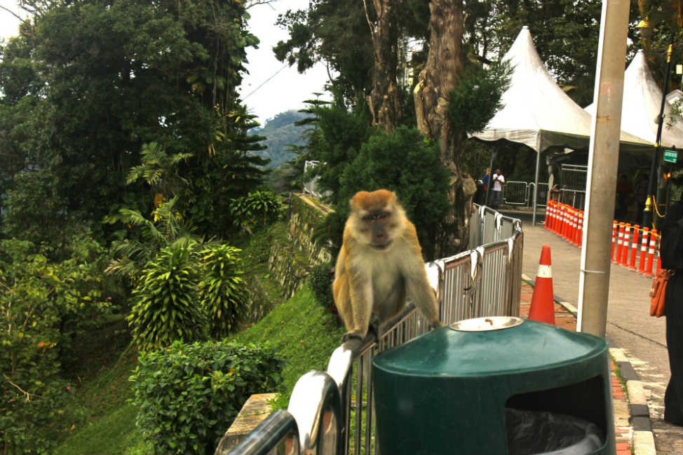 Monkeys on Penang Hill