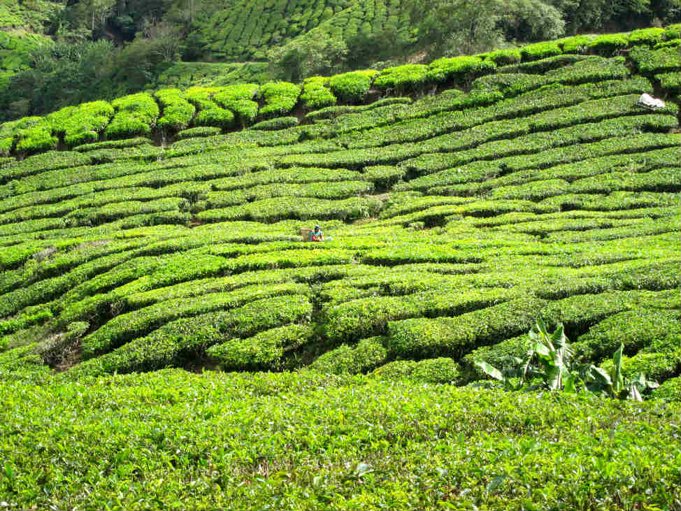 Tea Plantation Cameron Highlands