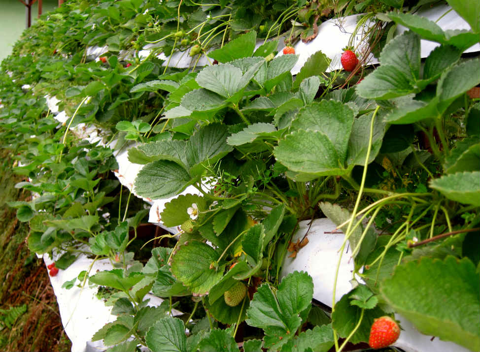 Visiting Cameron Highlands Strawberry Farm